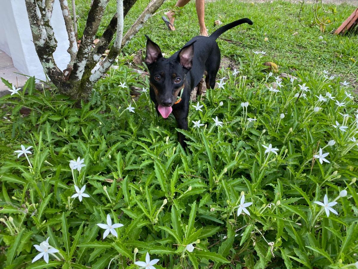 Casinha Jardim Das Palmeiras モロ・デ・サンパウロ エクステリア 写真